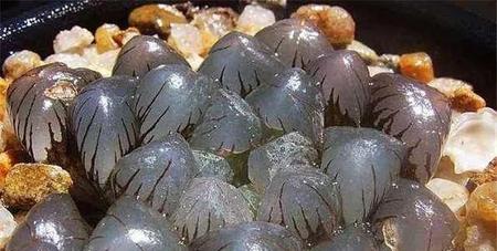 多肉植物施肥用什么好(干土种多肉需要浇水吗)