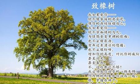 小说与散文与故事的区别(叙事散文与小说的区别)