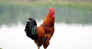 宁为鸡尸,不为牛从的意思(宁做鸡首,不为牛后)