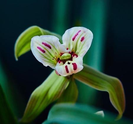 兰花是什么品质(有钱人出来打工)