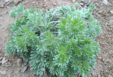 晒干的茵陈可以保存多久