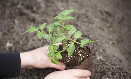 冬季西红柿几天浇缓苗水(西红柿定植后几天浇缓苗水)