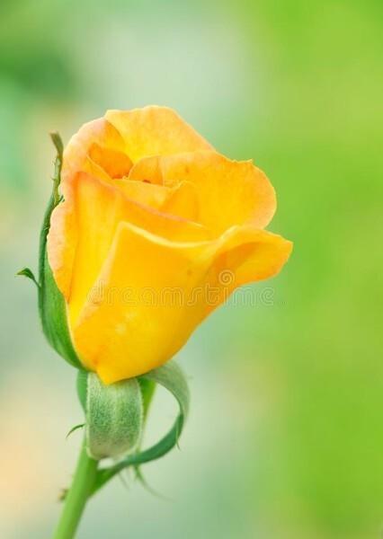 如果你知道自己为什么而活(尼采人知道自己为什么而活)