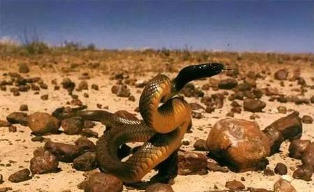 毒性最强的蛇是什么蛇(眼镜王蛇vs黑曼巴蛇vs太攀蛇)