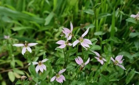 半枝莲和白花蛇舌草治好癌症(半枝莲白花蛇舌草治癌症秘方)