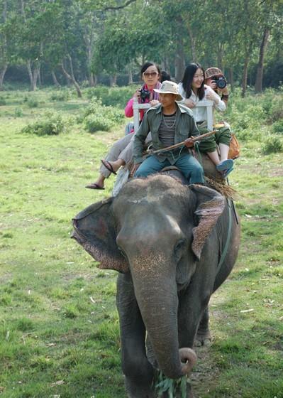 犀牛河马大象哪个厉害(老虎vs大象犀牛河马)