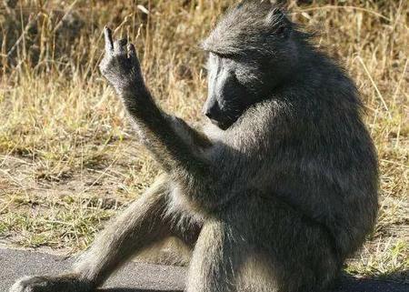 移植狒狒心脏的女孩