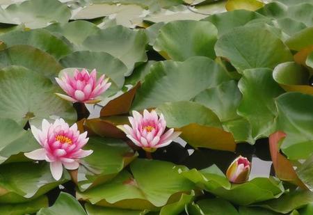 关于荷花的古诗还有什么(菡萏香销翠叶残,西风愁起绿波间)