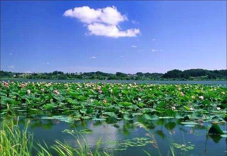 湖北有什么名菜(湖北十大经典名菜之一)