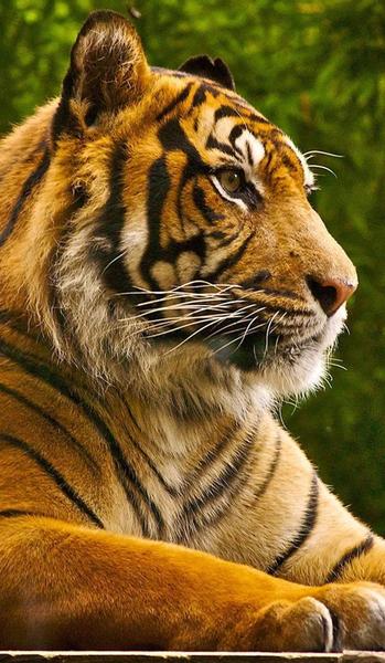 生肖虎的财运(衣食无忧是什么样的生活)