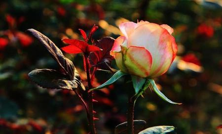 一枝独放不是春百花齐放春满园意思相同的句子(一花独放不是春百花齐放春满园类似的句子)