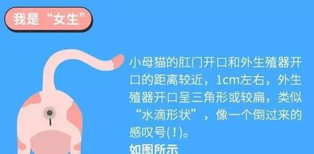 怎么分猫咪的公母(猫咪怎样区分公母)