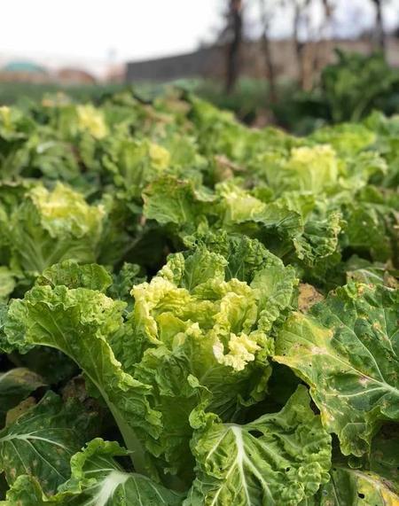 菜园子里有什么蔬菜(蔬菜园里有啥)