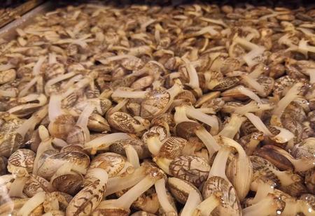 1分钟让花蛤吐净泥沙(花蛤吐沙水放多少盐巴)