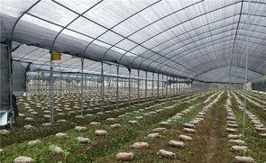 羊肚菌长虫子怎么办(羊驱虫多久能打疫苗)