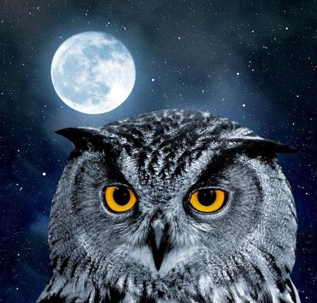 屋子进鸟有什么说法吗