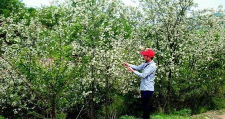 干槐花能保存多长时间