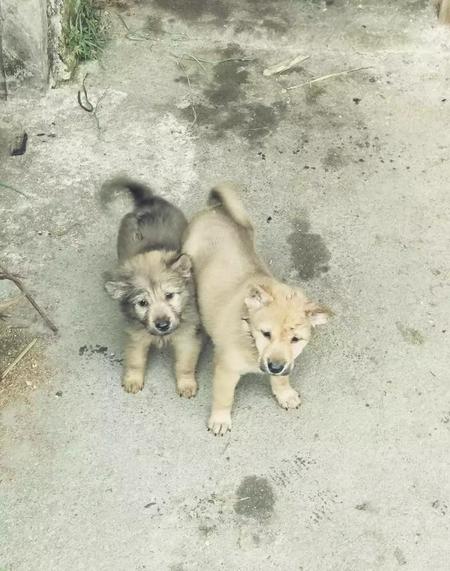 文章把故事的结局写在了开头这种写法称为什么(作文开头结尾的写法)