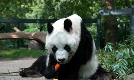 熊猫是什么时候成为国宝的(大熊猫是什么时候成为国宝的)