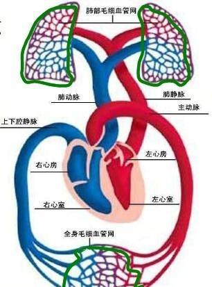 心衰是咋回事(心衰是心力衰竭吗)
