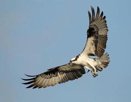 大隐隐于市中隐隐于朝小隐隐于野什么意思(小隐隐于野,中隐隐于市)