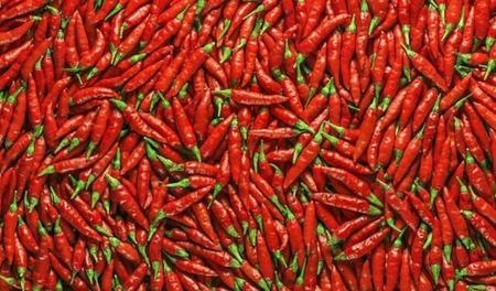 哪种泡椒种子最好种