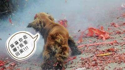 狗听见鞭炮声就叫怎么办