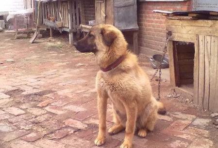 农村土狗冬天会冷死吗(冬天毛绒睡衣)