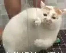 杰佣穿越杰园玛丽苏