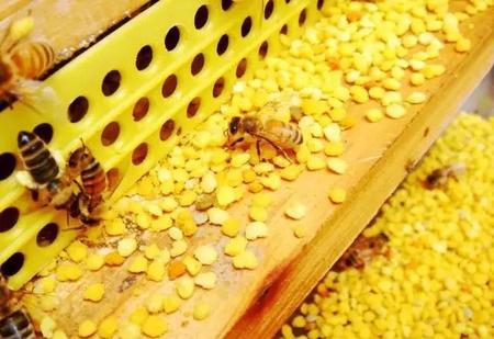 蜜蜂会采花粉,会酿蜜,还会什么(小蜜蜂在采花蜜)