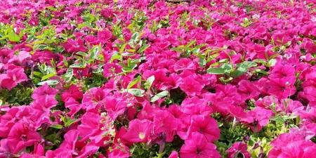 夫妻之间长期没有性生活会导致什么