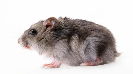 家住高层为什么有老鼠