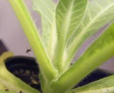 扦插怎么防止伤口腐烂(多肉叶子扦插生根后如何处理)