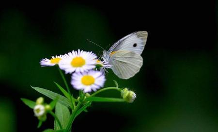 蝶恋花怎么填词(词牌名为《蝶恋花》的词句有())