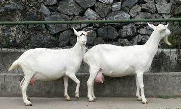 什么样的人不适合喝羊奶(羊奶粉选哪种)