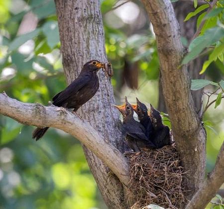 鸟窝从树上掉下来(鸟窝在树上为什么掉不下来)