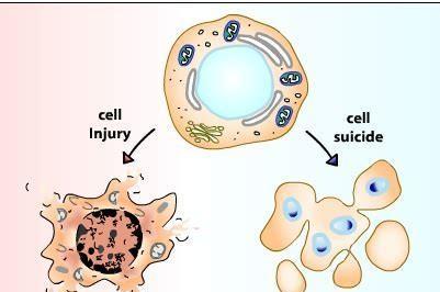 死亡细胞死亡会发生什么(死亡细胞真正结局)