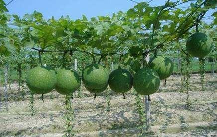 药用瓜蒌的种植技术及收益(瓜蒌种子可以直接种吗)