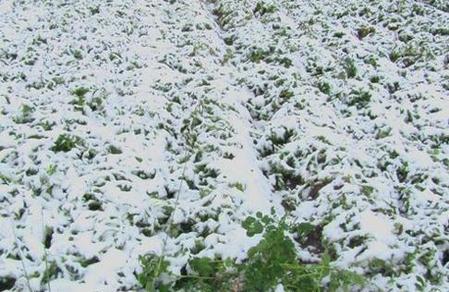 明年会有倒春寒吗(大雪节气谚语俗语)