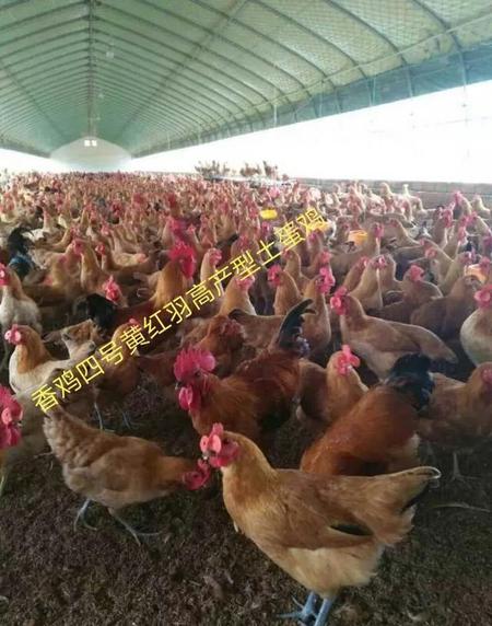 海兰褐蛋鸡可以随便配公鸡吗(柴鸡产蛋率怎么提高?)