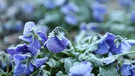 冬至无霜,碓臼无糠是什么意思(冬至有霜谚语)