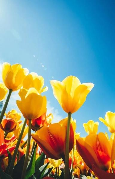 西游记里的女儿国是当今的哪里(西游记女儿国现在的地方是哪里)