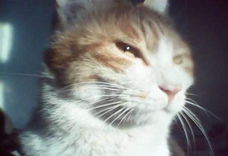 蒲松龄文学成就(蒲松龄的聊斋志异是文言小说的巅峰之作)