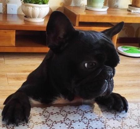 法斗多少钱一只法国斗牛犬