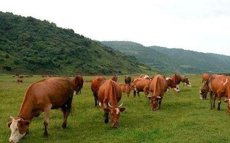 牛下货的做法大全(牛下货汤的做法大全)