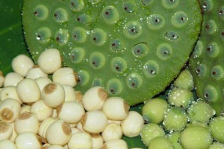 莲子的吃法有哪几种(干莲子怎么吃?5种干莲子的做法)