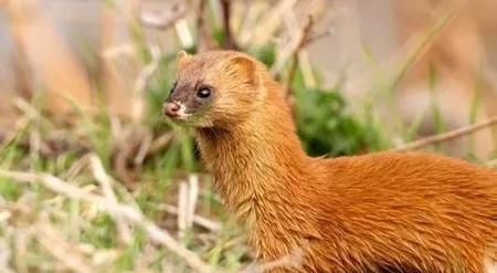 黄鼠狼是好动物还是坏动物?(遇到黄鼠狼是好事还是坏事)