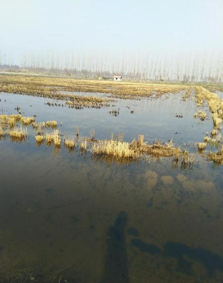 观赏虾在水草泥上可以吗