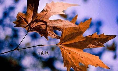 秋天的老虎是什么意思啊