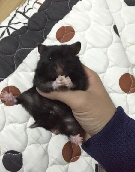 仓鼠为什么要吃同类